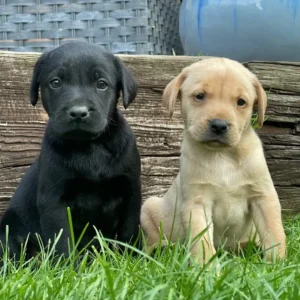 Männliche Labrador Welpen kaufen