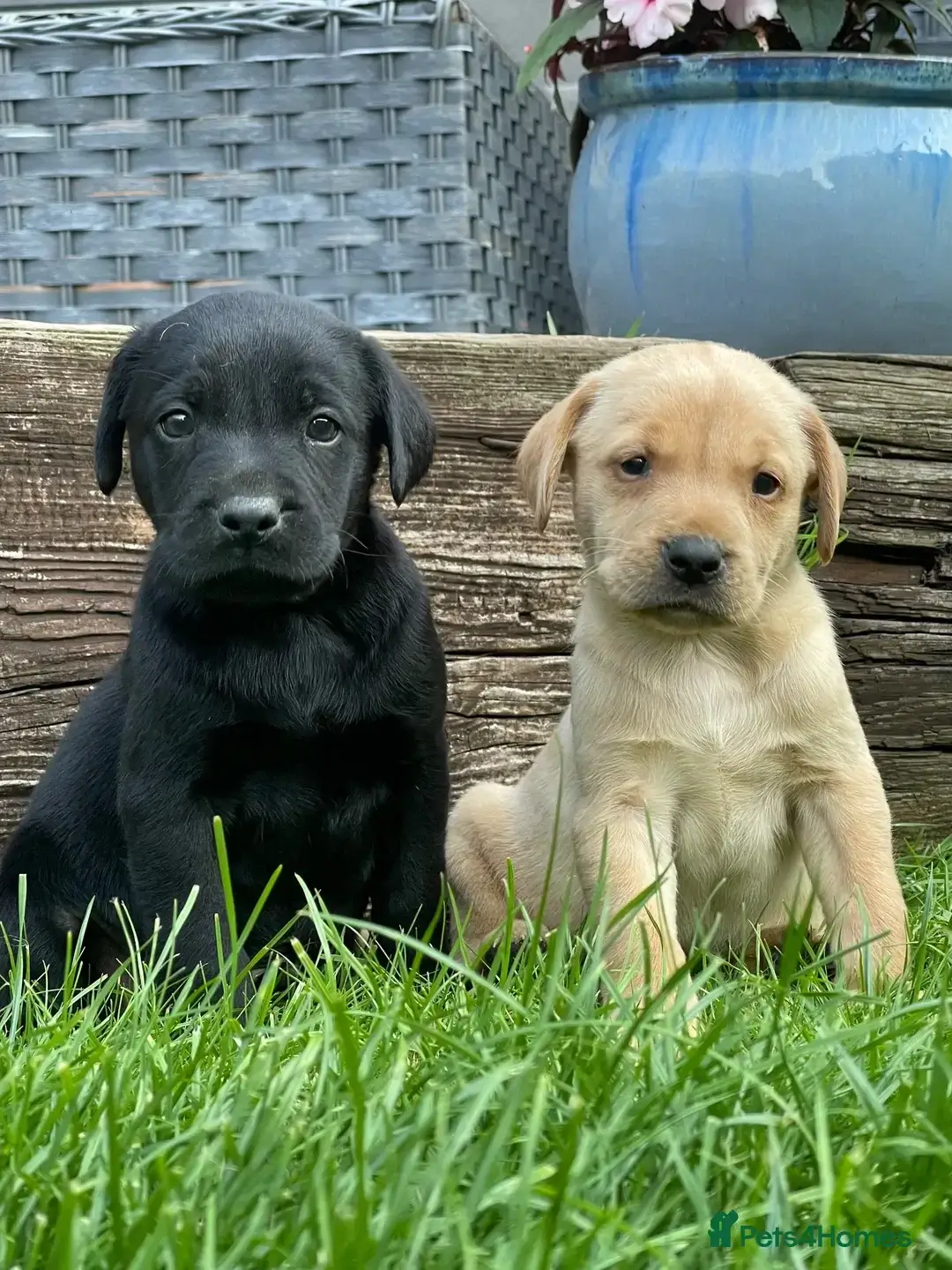 Männliche Labrador Welpen kaufen