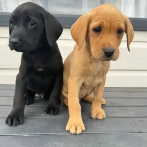 Labrador Welpen online kaufen