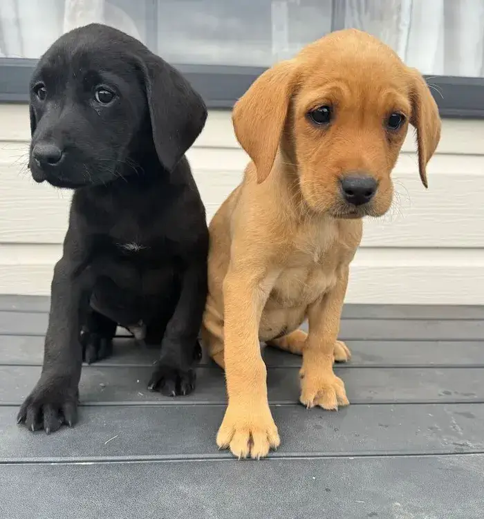 Labrador Welpen online kaufen