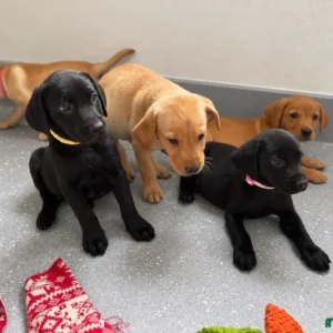Weibliche Labrador Welpen kaufen