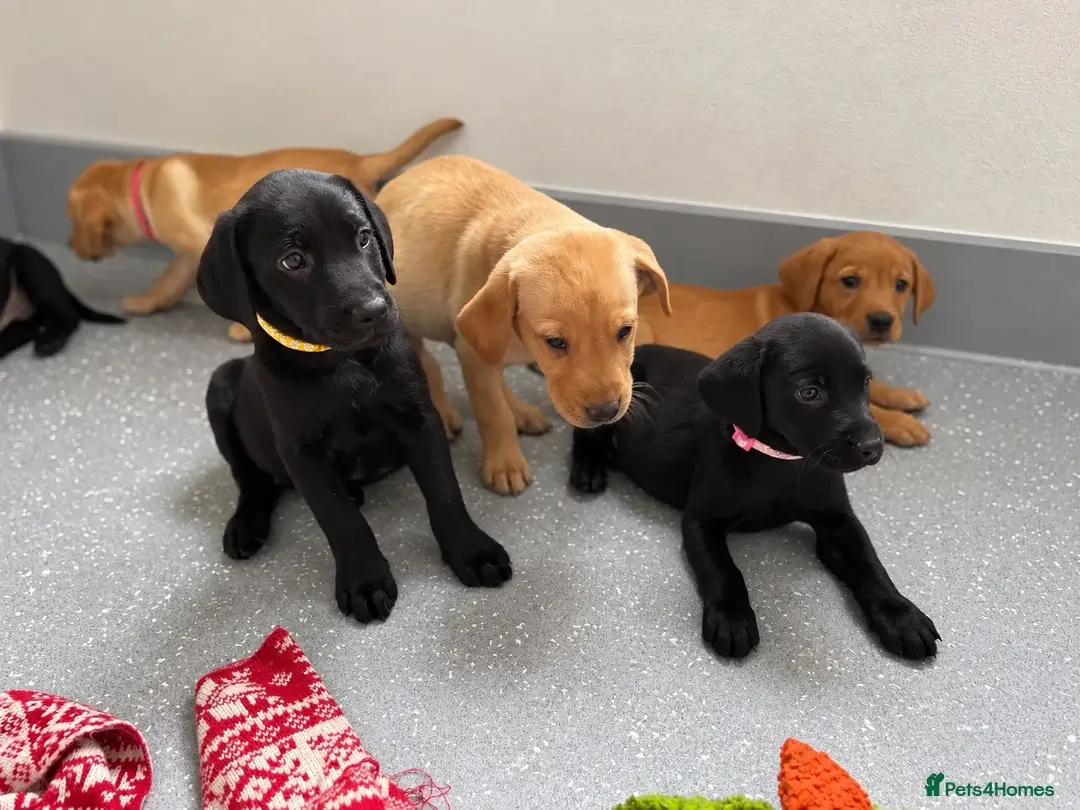 Weibliche Labrador Welpen kaufen